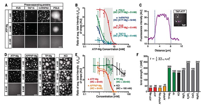 能”尽其性，与有“溶”焉：Science报道ATP不仅供能，还可增溶- X-MOL资讯