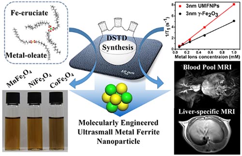 新型超小铁氧体纳米颗粒t1造影剂实现对血管与肝脏的高清晰磁共振成像