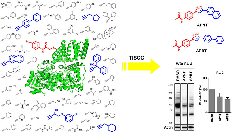 利用捆绑式原位点击化学发现细胞可渗透的OGlcNAc转移酶抑制剂 XMOL资讯