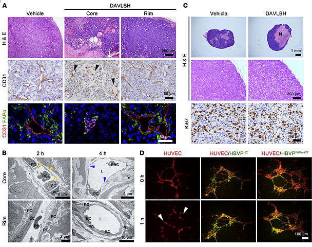 暨南大学药学院团队:周细胞靶向前药克服血管破坏剂的治疗耐受- x-mol
