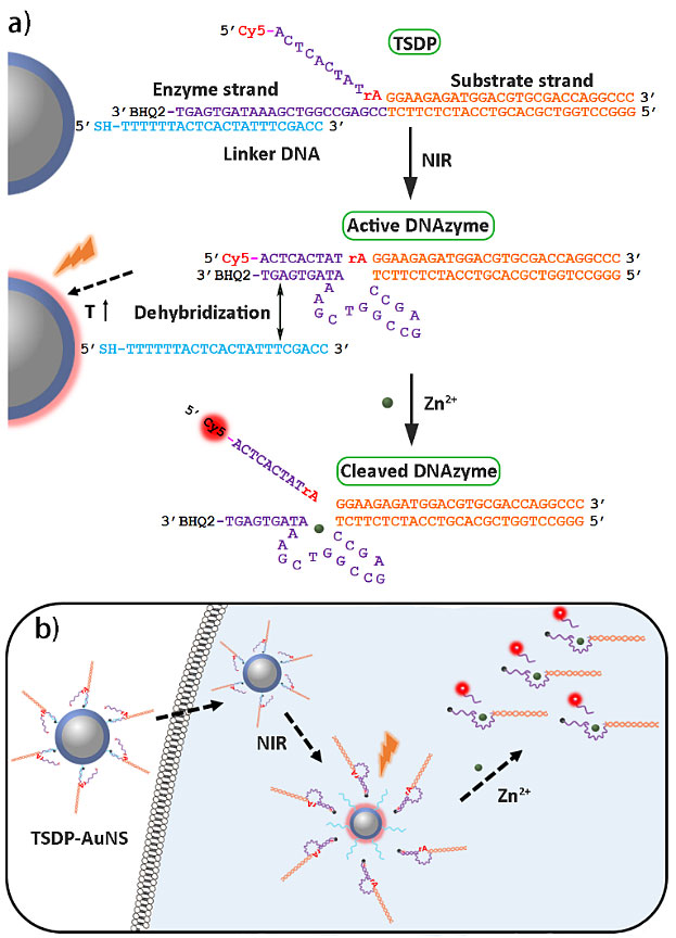 近红外光光热激活的DNAzymes用于细胞内的金属离子成像- X-MOL资讯