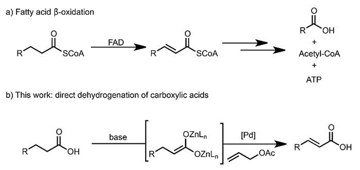 烯丙基pd催化的羧酸α,β-脫氫反應