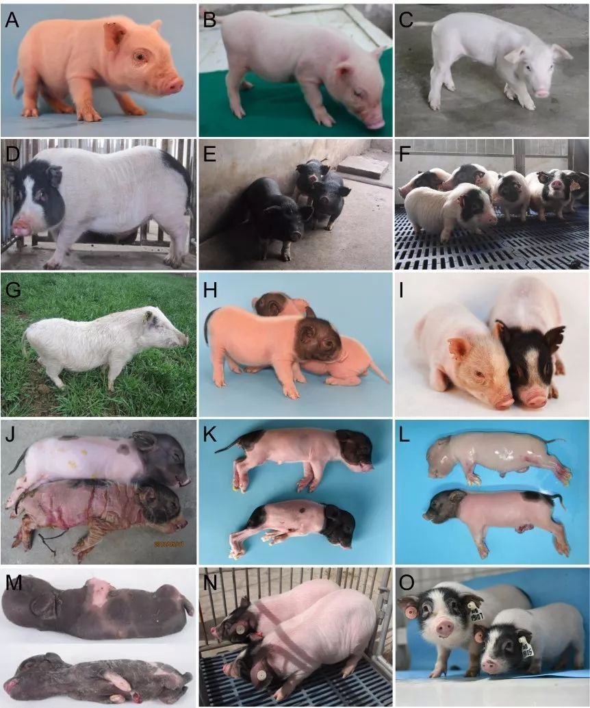 中国学者培育出基因编辑抗寒瘦肉猪丨特别关注