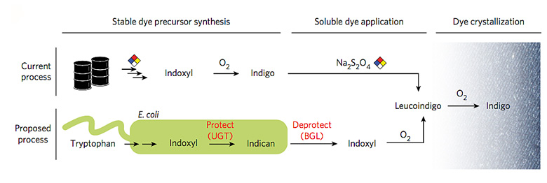 chem biol.