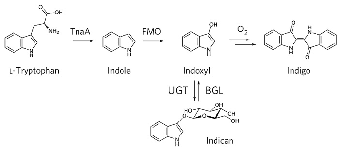 大肠杆菌中产生吲哚苷,并最终形成靛蓝的路线.图片来源 nat chem.