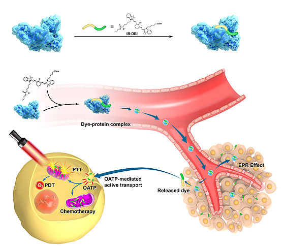 epr效应被动运输和转运蛋白介导的主动运输双重机制靶向线粒体示意图