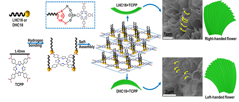 研究组利用手性组氨酸两亲分子(l/d-hc18)与四羧基卟啉(tcpp)共组装