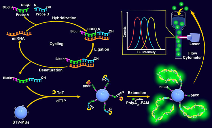 基于ccnal-tep的流式微球技术检测植物microrna的示意图这一成果近期