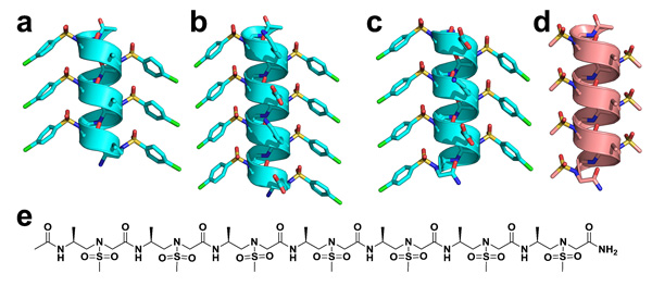 图2. 基于不同侧链的均一l-sulfono-γ-aapeptide多肽螺旋结构.