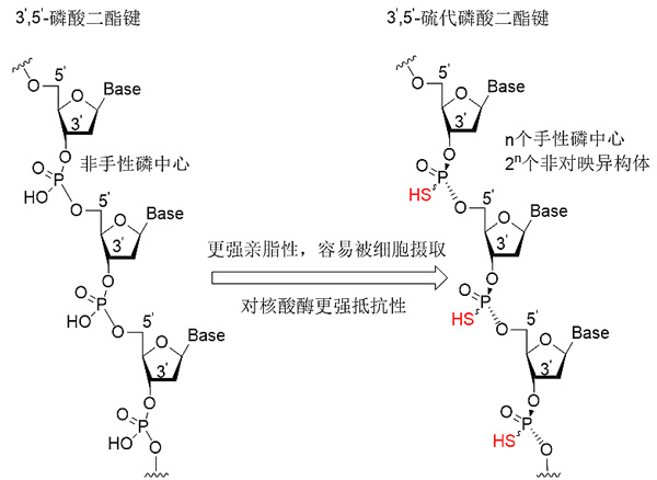 反义寡核苷酸药物是指与靶基因dna或mrna特定序列互补的寡核苷酸分子