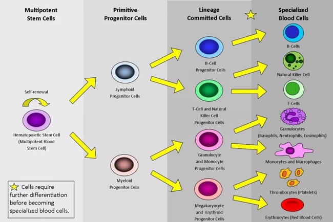 血液血浆血细胞的关系图片