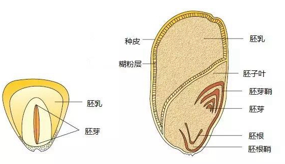 果实经过研磨