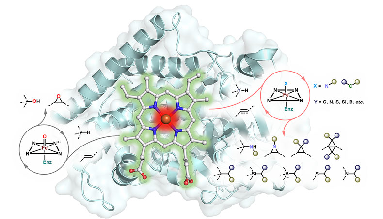 图5 基于反应机制的铁卟啉蛋白的化学混乱性