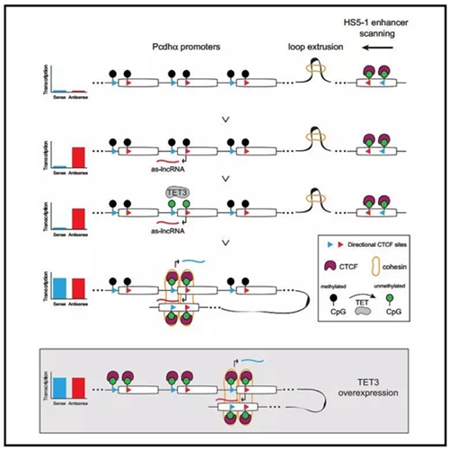 教授在cell上发表研究antisense lncrna transcription mediates dna