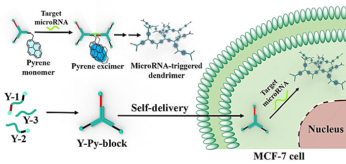 自遞送dna納米探針用於活細胞microrna成像